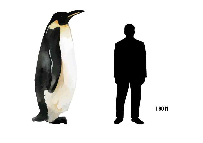 mega pinguino