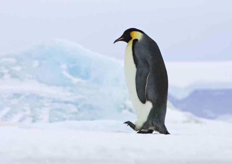 ¿Sabías que existió una especie de pingüinos que medía 2 metros? todo sobre el Mega Pingüino