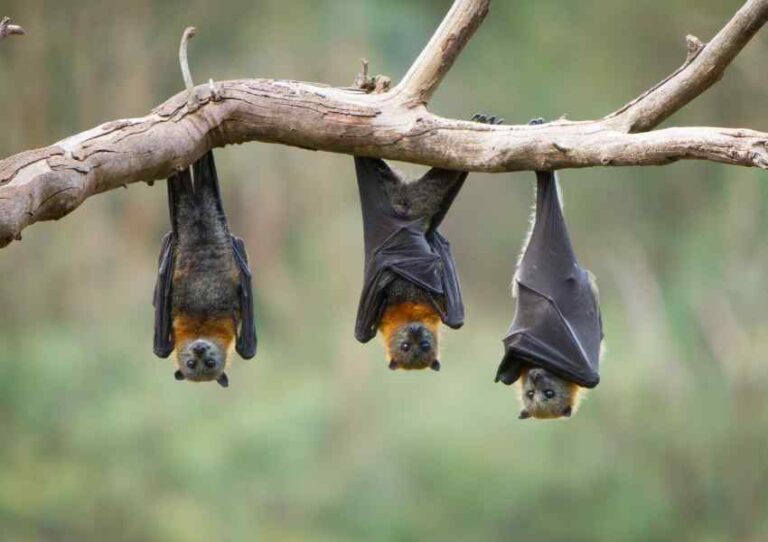El Festival “Quiróptera” en Chapultepec estará dedicado a los murciélagos