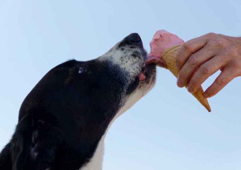 Refresca a tu mejor amigo: conoce 5 heladerías para perros en CDMX