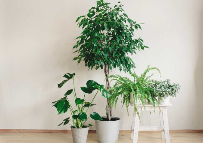 Plantas refrescantes: conoce las plantas que ayudan a bajar la temperatura de tu hogar