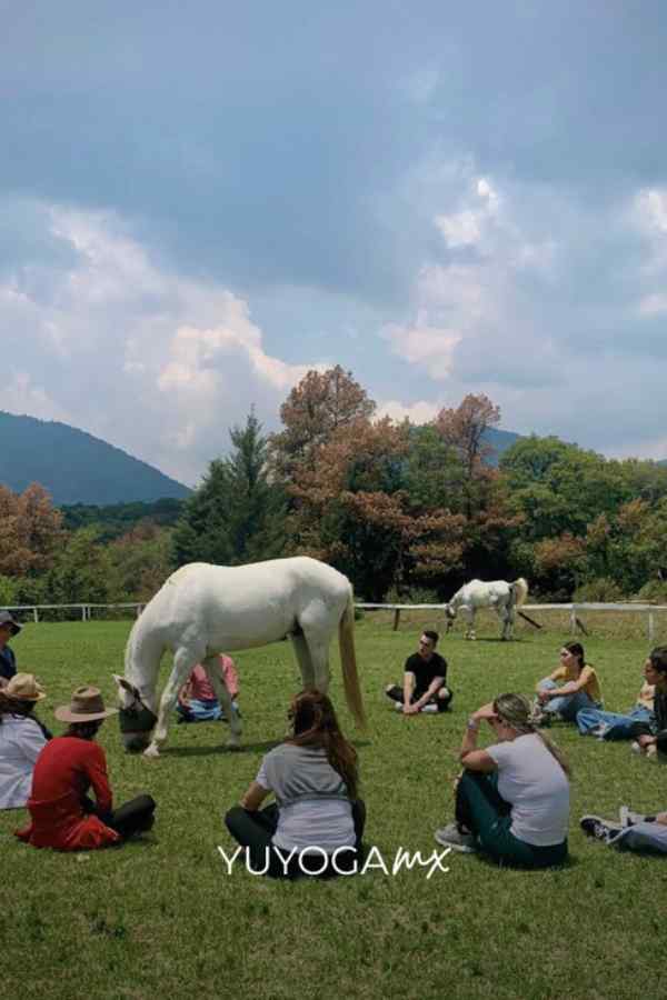 Sana con la Manada: Empoderamiento y yoga con amorosos caballos rescatados