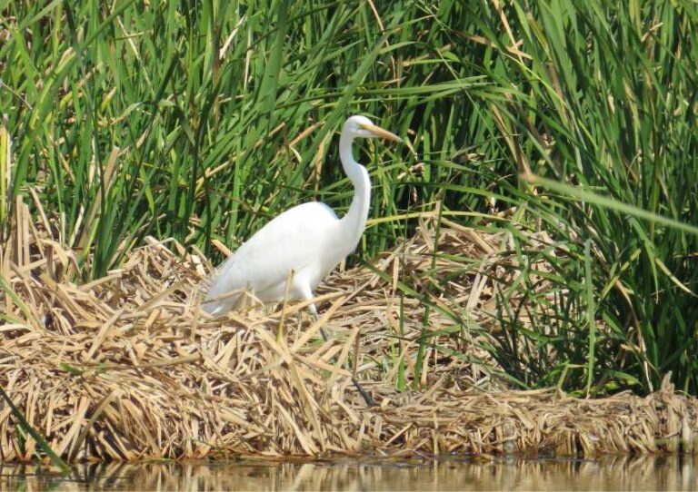 ¡Ya abrió sus puertas el Parque Ecológico Lago de Texcoco!