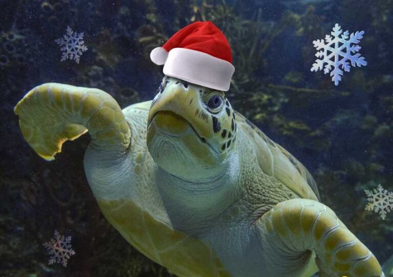 Cuento de Navidad Bajo el Mar en el Acuario Inbursa: Vive la magia “bajo el mar”